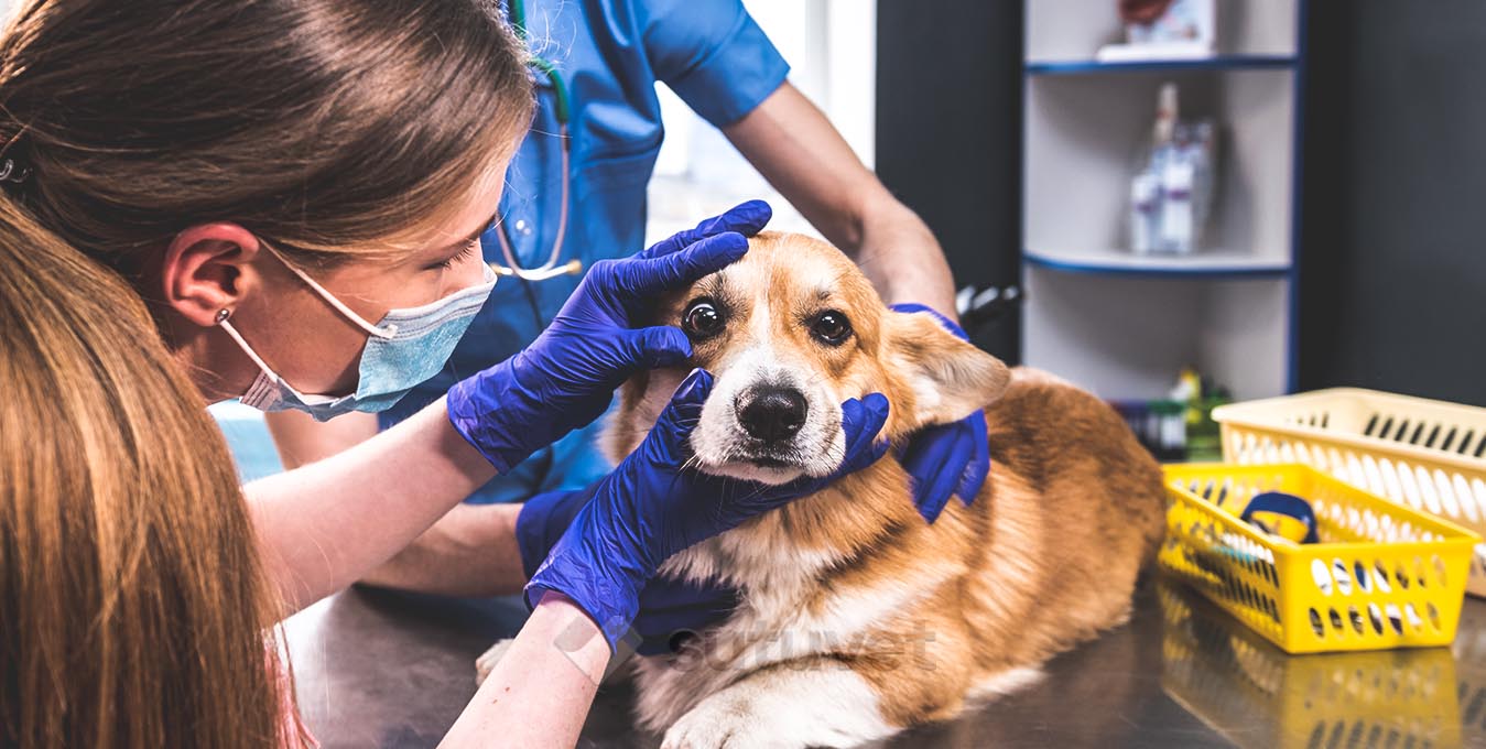 Cirugía oftalmológica para mascotas zaragoza