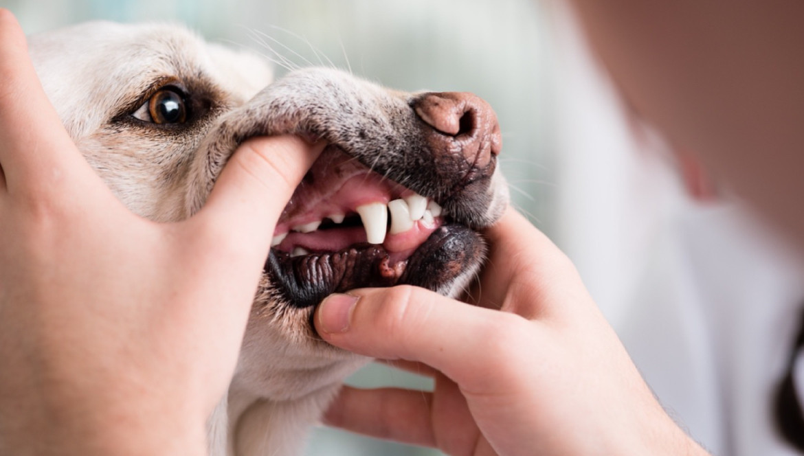 La Higiene dental para mascota