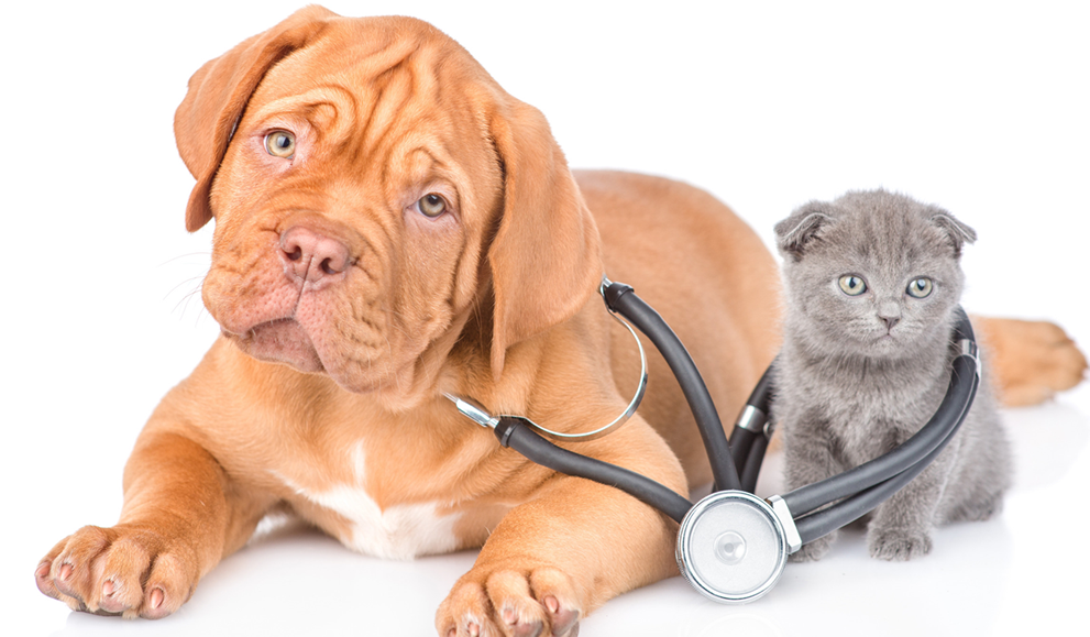 veterinaria de confianza zaragoza, medicina preventiva.